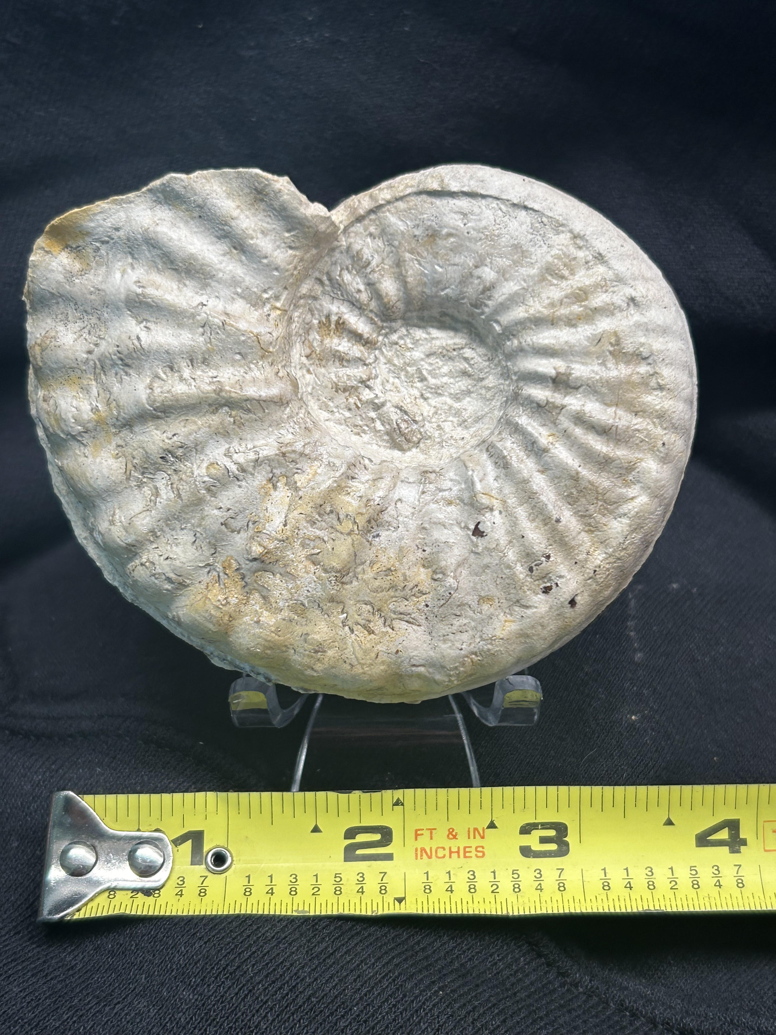Mortoniceras Ammonites